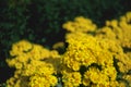 Yellow and orange chrysanthemums on a blurry background. In autumn, beautiful bright chrysanthemums bloom luxuriantly in the Royalty Free Stock Photo