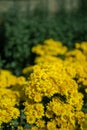 Yellow and orange chrysanthemums on a blurry background. In autumn, beautiful bright chrysanthemums bloom luxuriantly in the Royalty Free Stock Photo