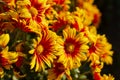 Yellow-orange chrysanthemums close-up in bright sunlight Royalty Free Stock Photo