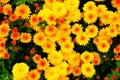 Yellow orange chrysanthemums in gardening nursery. Chrysanthemums wallpaper. Floral bright blooming background. Close up Royalty Free Stock Photo