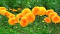 Yellow orange chrysanthemums in gardening nursery. Chrysanthemums wallpaper. Natural bright blooming background. Close up Royalty Free Stock Photo