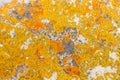 Yellow and Orange Coastal Lichen on white boulder Royalty Free Stock Photo