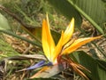 Yellow color Crane flower Royalty Free Stock Photo