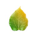 Yellow and orange color gradient over green mulberry leaf on white background Royalty Free Stock Photo