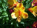 Yellow and orange color Peruvian lily flower Royalty Free Stock Photo