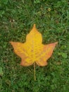 Yellow and orange colored maple leaf lays on the lawn signally that autumn has arrived.