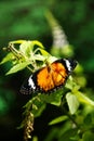 Yellow orange colorful butterfly resting on a green leaf drying its wings. Royalty Free Stock Photo