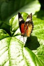 Yellow orange colorful butterfly resting on a green leaf drying its wings. Royalty Free Stock Photo