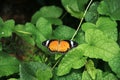 Yellow orange colorful butterfly resting on green leaf drying its wings in the sun. Royalty Free Stock Photo