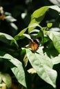 Yellow orange colorful butterfly resting on a green leaf drying wings. Royalty Free Stock Photo