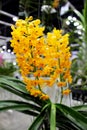 Yellow and Orange colors of Ascocentrum miniatum Orchids flower Royalty Free Stock Photo