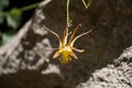 Yellow and Orange Columbine Flower Royalty Free Stock Photo