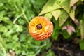 Yellow and Orange Corn Poppy Flower Bloom Royalty Free Stock Photo