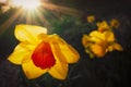 A yellow and orange daffodil back lit with golden evening sunshine and sun rays. Deep dark shadow tones and bright vibrant colours Royalty Free Stock Photo