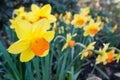 Yellow and Orange Daffodil Royalty Free Stock Photo
