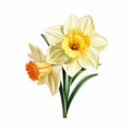 Yellow And Orange Daffodil Flower Clipart On White Background Royalty Free Stock Photo