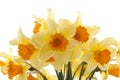 Yellow with orange daffodil flowers