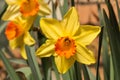 Yellow and orange daffodils