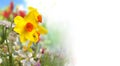 Yellow and orange daffodils and defocused colored flowers in spring garden with white background on the right