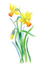 Yellow-orange daffodils, watercolor drawing on white background