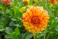 yellow-orange dahlia flower close-up in the garden Royalty Free Stock Photo