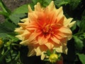 Yellow orange dahlia flower Royalty Free Stock Photo