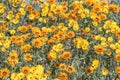 Yellow and orange daisies Royalty Free Stock Photo