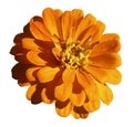 Yellow-orange daisy flower isolated on white background with clipping path. Closeup. Royalty Free Stock Photo