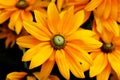 Yellow - Orange Daisy Flowers - Close up Royalty Free Stock Photo