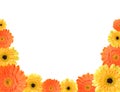 Yellow and orange daisy frame Royalty Free Stock Photo