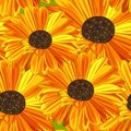 Yellow and Orange Daisy.