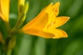 Yellow and orange day-lily garden flowers growning under sunlight. Daylily Hemerocallis flower closeup. Vivid inflorescence of flo Royalty Free Stock Photo