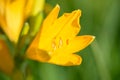 Yellow and orange day-lily garden flowers growning under sunlight. Daylily Hemerocallis flower closeup. Vivid inflorescence of flo Royalty Free Stock Photo