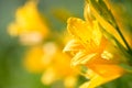 Yellow and orange day-lily garden flowers growning under sunlight. Daylily Hemerocallis flower closeup. Vivid inflorescence of flo Royalty Free Stock Photo