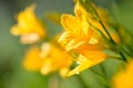 Yellow and orange day-lily garden flowers growning under sunlight. Daylily Hemerocallis flower closeup. Vivid inflorescence of flo Royalty Free Stock Photo