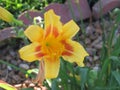 Yellow and orange Daylily flower