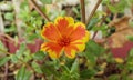 Yellow-Orange Delicate Tropical Garden Flower