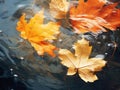 Yellow and orange dry autumn maple leaves float in clear water Royalty Free Stock Photo