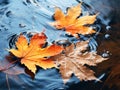Yellow and orange dry autumn maple leaves float in clear water Royalty Free Stock Photo