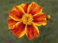 Yellow and Orange Dwarf Marigold Flower