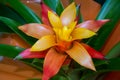 Yellow and orange exotic bromelia flower blossoming, vivid colors and green foliage, tropical pineapple bloom Royalty Free Stock Photo