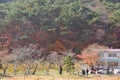 Yellow orange Maple leaf at Naejangsan Korea