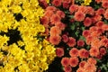 Yellow and Orange Fall Chrysanthemums Background Outdoors Royalty Free Stock Photo