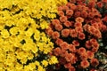 Yellow and Orange Fall Chrysanthemums Background Outdoors Royalty Free Stock Photo