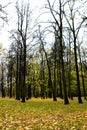 Yellow and orange falled leaves in the forest Royalty Free Stock Photo