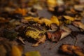 Yellow/orange fallen leaves. Autumn background of leaves Royalty Free Stock Photo