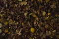 Yellow/orange fallen leaves. Autumn background of leaves Royalty Free Stock Photo