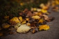 Yellow/orange fallen leaves. Autumn background of leaves Royalty Free Stock Photo