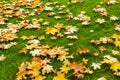 Yellow and orange fallen maple leaves on a bright green lawn. Au