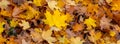 Yellow and orange fallen maple leaves in the forest on the ground, autumn carpet of leaves Royalty Free Stock Photo